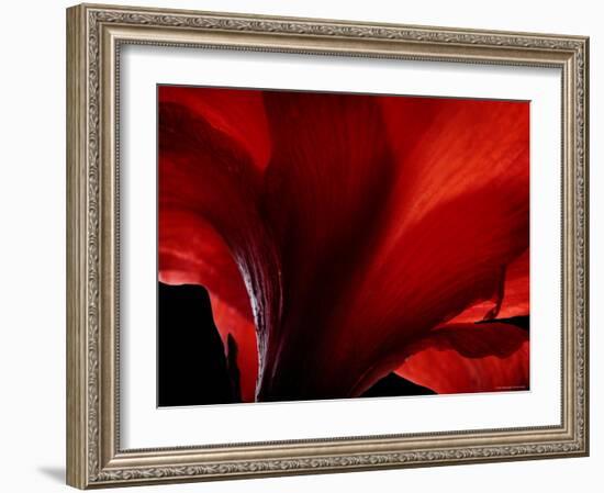 Amarilla-Lydia Marano-Framed Photographic Print