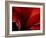 Amarilla-Lydia Marano-Framed Photographic Print