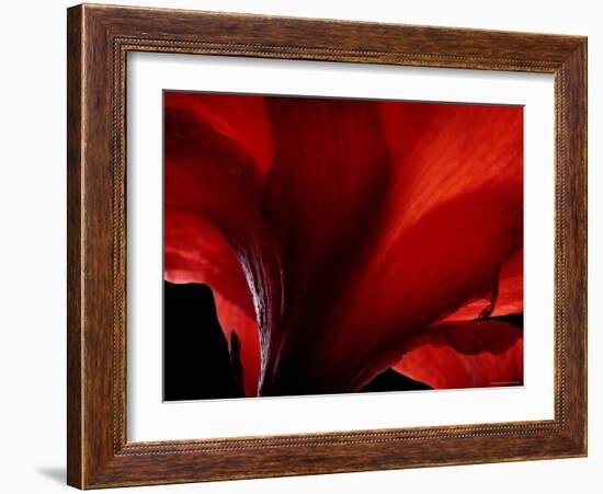 Amarilla-Lydia Marano-Framed Photographic Print