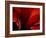 Amarilla-Lydia Marano-Framed Photographic Print