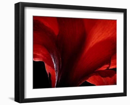 Amarilla-Lydia Marano-Framed Photographic Print