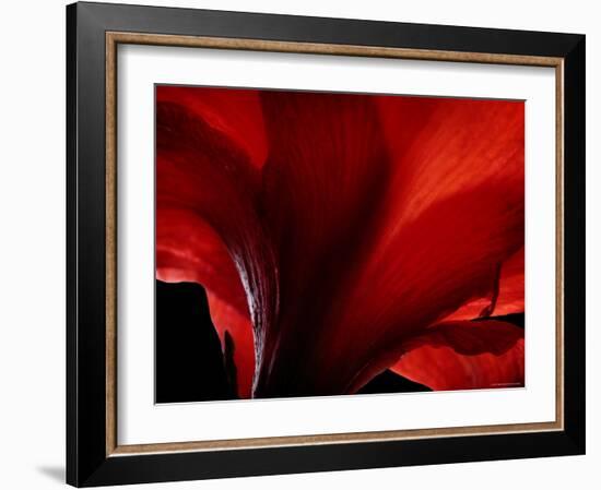 Amarilla-Lydia Marano-Framed Photographic Print