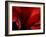 Amarilla-Lydia Marano-Framed Photographic Print