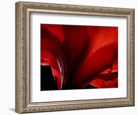 Amarilla-Lydia Marano-Framed Photographic Print