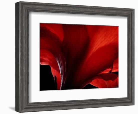 Amarilla-Lydia Marano-Framed Photographic Print