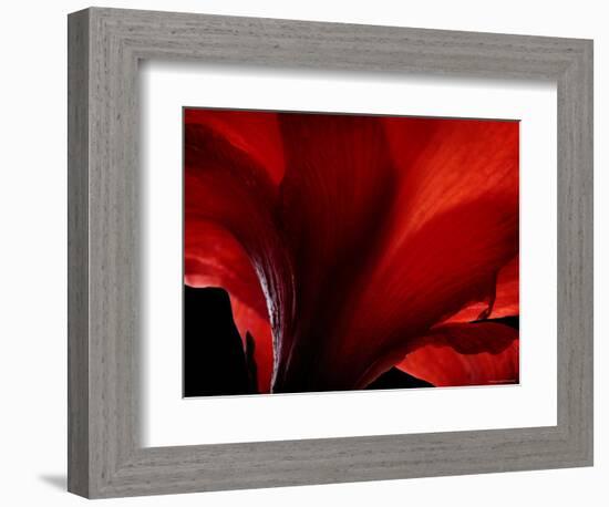 Amarilla-Lydia Marano-Framed Photographic Print