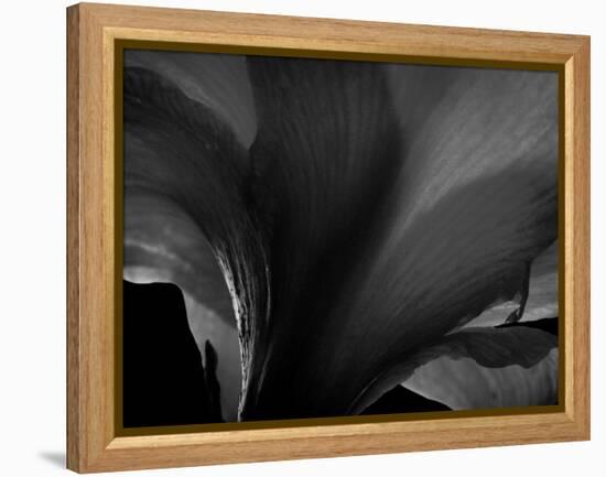 Amarilla-Lydia Marano-Framed Premier Image Canvas