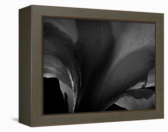 Amarilla-Lydia Marano-Framed Premier Image Canvas