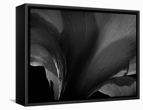 Amarilla-Lydia Marano-Framed Premier Image Canvas