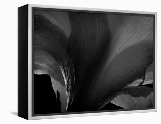 Amarilla-Lydia Marano-Framed Premier Image Canvas