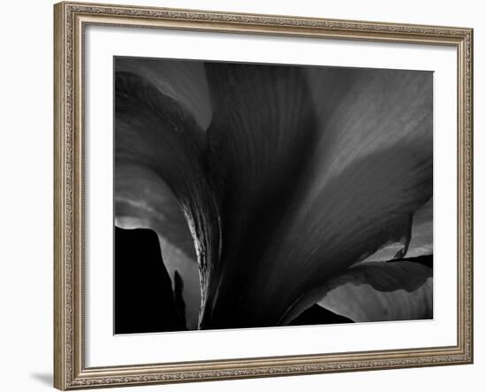 Amarilla-Lydia Marano-Framed Photographic Print