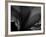 Amarilla-Lydia Marano-Framed Photographic Print