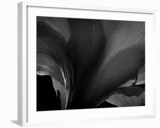 Amarilla-Lydia Marano-Framed Photographic Print