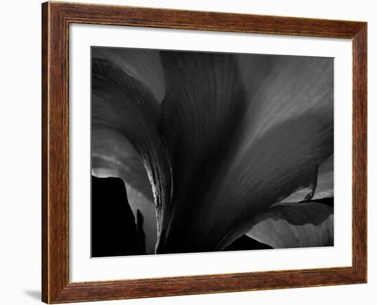 Amarilla-Lydia Marano-Framed Photographic Print