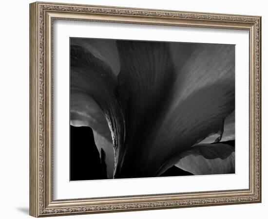 Amarilla-Lydia Marano-Framed Photographic Print