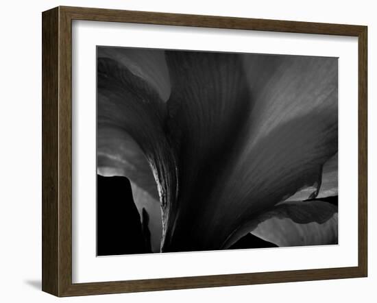 Amarilla-Lydia Marano-Framed Photographic Print