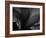 Amarilla-Lydia Marano-Framed Photographic Print