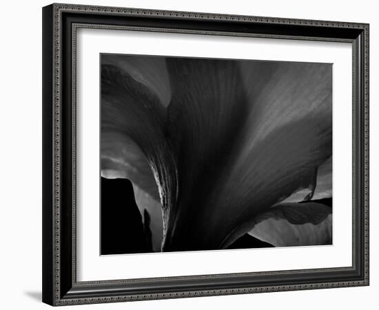 Amarilla-Lydia Marano-Framed Photographic Print