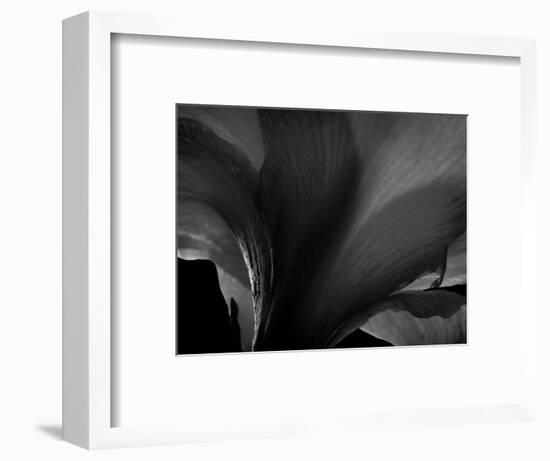 Amarilla-Lydia Marano-Framed Photographic Print