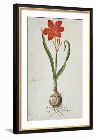 Amaryllis (1777)-Robert Jacob Gordon-Framed Art Print