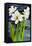 Amaryllis against a night sky-Joan Thewsey-Framed Premier Image Canvas