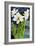 Amaryllis against a night sky-Joan Thewsey-Framed Giclee Print