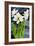 Amaryllis against a night sky-Joan Thewsey-Framed Giclee Print