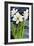 Amaryllis against a night sky-Joan Thewsey-Framed Giclee Print