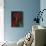 Amaryllis Amigo-Christopher Pierce-Giclee Print displayed on a wall