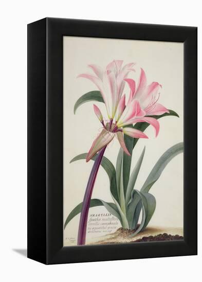 Amaryllis Belladonna, 1761-Georg Dionysius Ehret-Framed Premier Image Canvas