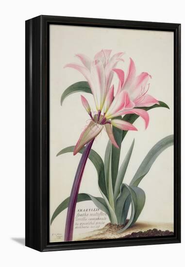 Amaryllis Belladonna, 1761-Georg Dionysius Ehret-Framed Premier Image Canvas