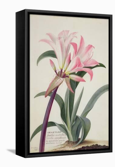 Amaryllis Belladonna, 1761-Georg Dionysius Ehret-Framed Premier Image Canvas