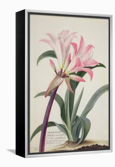 Amaryllis Belladonna, 1761-Georg Dionysius Ehret-Framed Premier Image Canvas