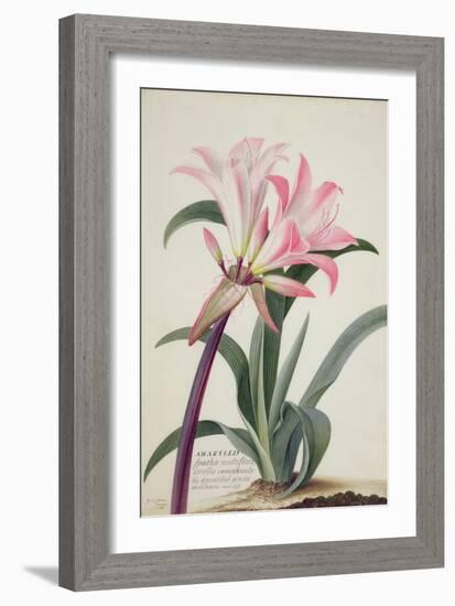 Amaryllis Belladonna, 1761-Georg Dionysius Ehret-Framed Giclee Print