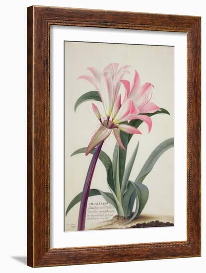 Amaryllis Belladonna, 1761-Georg Dionysius Ehret-Framed Giclee Print