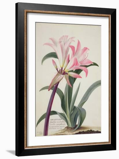 Amaryllis Belladonna, 1761-Georg Dionysius Ehret-Framed Giclee Print