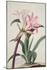 Amaryllis Belladonna, 1761-Georg Dionysius Ehret-Mounted Giclee Print