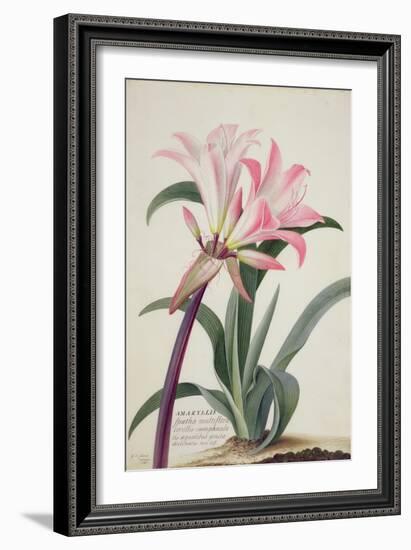 Amaryllis Belladonna, 1761-Georg Dionysius Ehret-Framed Giclee Print