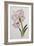 Amaryllis Belladonna, circa 1910-Ethel May Dixie-Framed Giclee Print