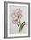 Amaryllis Belladonna, circa 1910-Ethel May Dixie-Framed Giclee Print