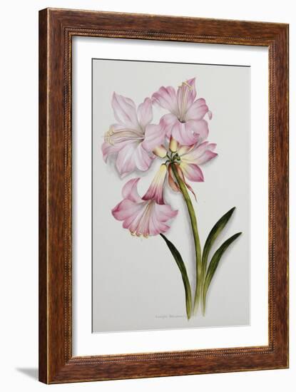 Amaryllis Belladonna, circa 1910-Ethel May Dixie-Framed Giclee Print