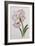 Amaryllis Belladonna, circa 1910-Ethel May Dixie-Framed Giclee Print