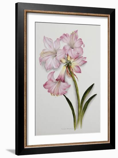 Amaryllis Belladonna, circa 1910-Ethel May Dixie-Framed Giclee Print