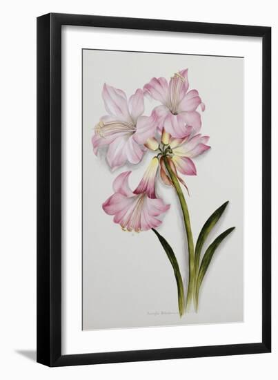 Amaryllis Belladonna, circa 1910-Ethel May Dixie-Framed Giclee Print