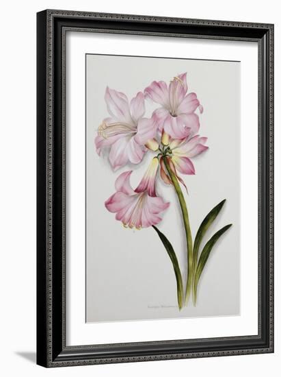 Amaryllis Belladonna, circa 1910-Ethel May Dixie-Framed Giclee Print