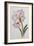 Amaryllis Belladonna, circa 1910-Ethel May Dixie-Framed Giclee Print