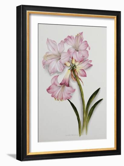 Amaryllis Belladonna, circa 1910-Ethel May Dixie-Framed Giclee Print