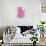 Amaryllis Belladonna-Gaetan Caron-Giclee Print displayed on a wall