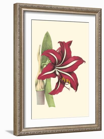 Amaryllis Blooms I-Van Houtteano-Framed Premium Giclee Print