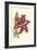 Amaryllis Blooms I-Van Houtteano-Framed Premium Giclee Print